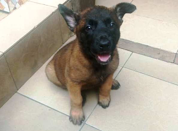 Chiot Berger Belge TELEVREN Pure Race — photo 9