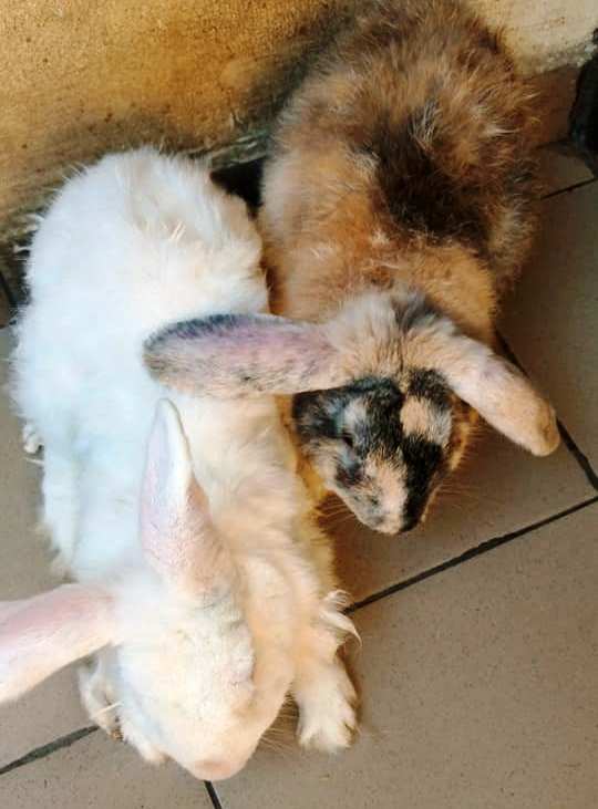 Lapins