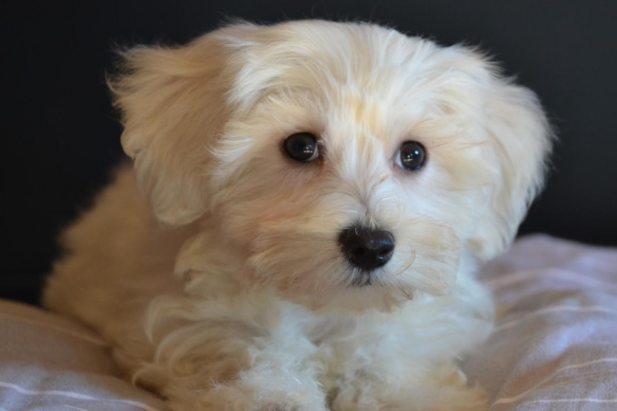 Adorable Caniche  à l’adoption 🧡