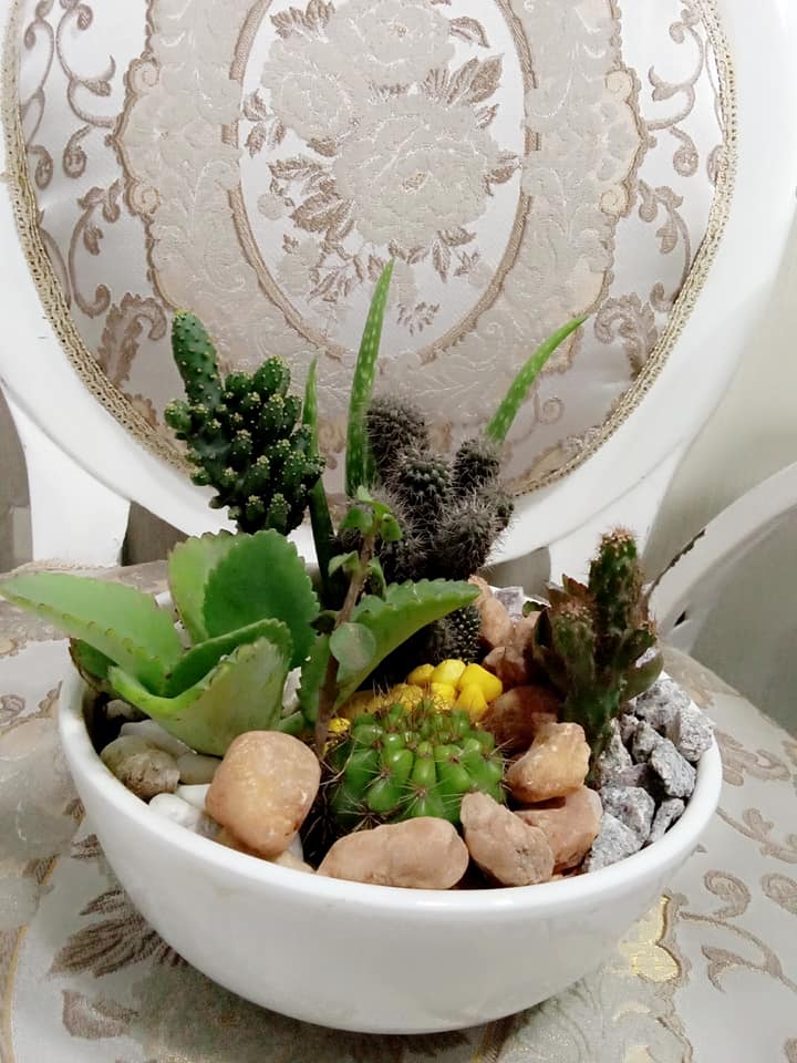 Plantes Naturelles — photo 2