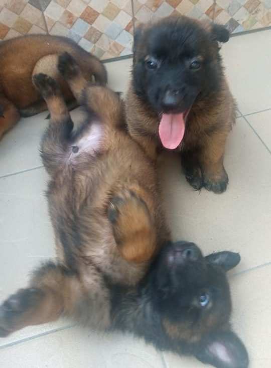 Chiot Berger Belge TELEVREN Pure Race — photo 10