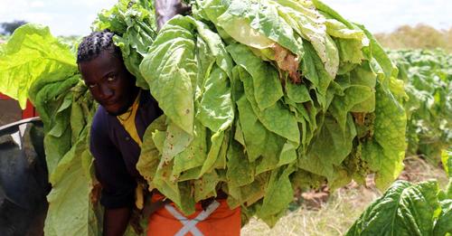 Tobacco harvesting Season | Buy Tobacco Online Near Me USA, UK, Canada, China, Japan, Germany, Italy, France, Russia