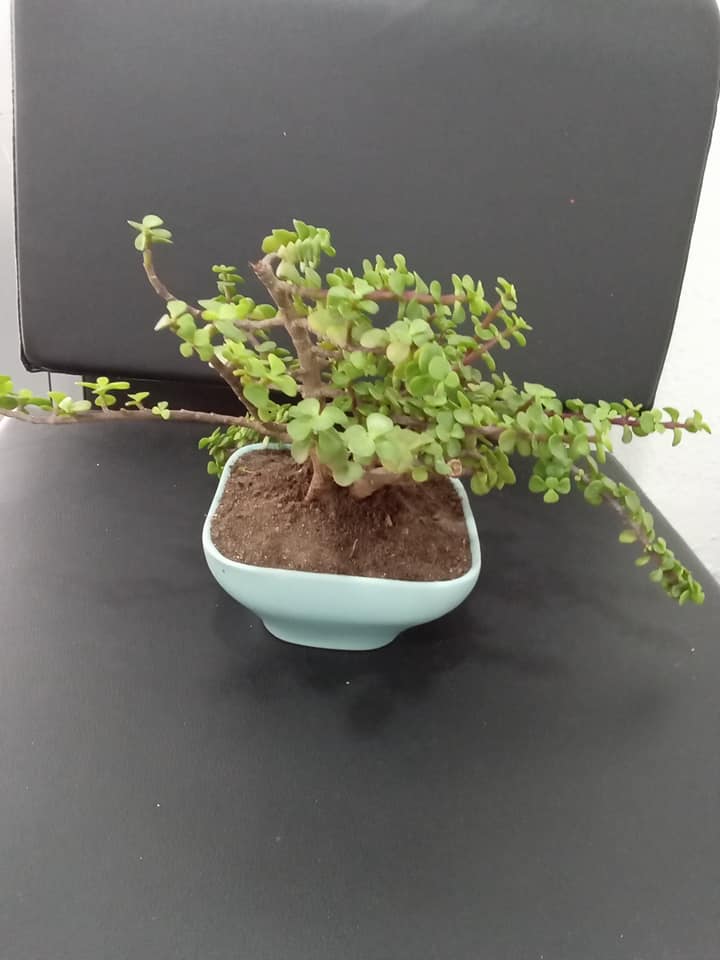 Plantes Naturelles — photo 16