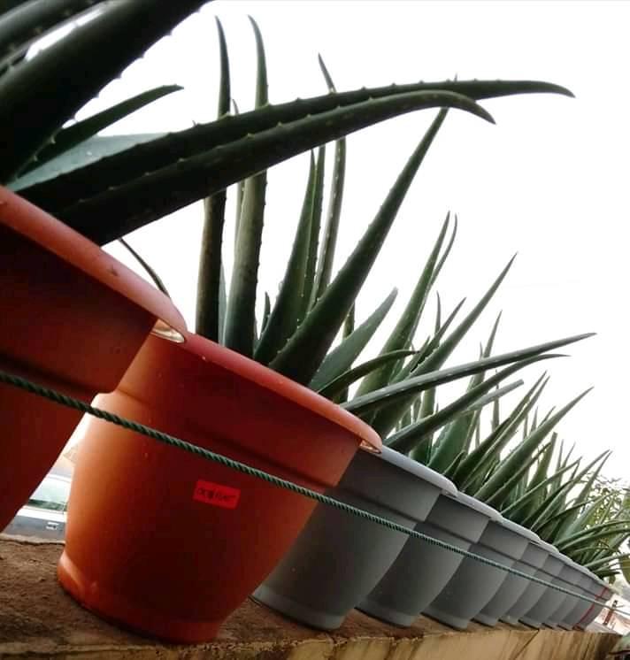 POTS D'ALOÈS — photo 2