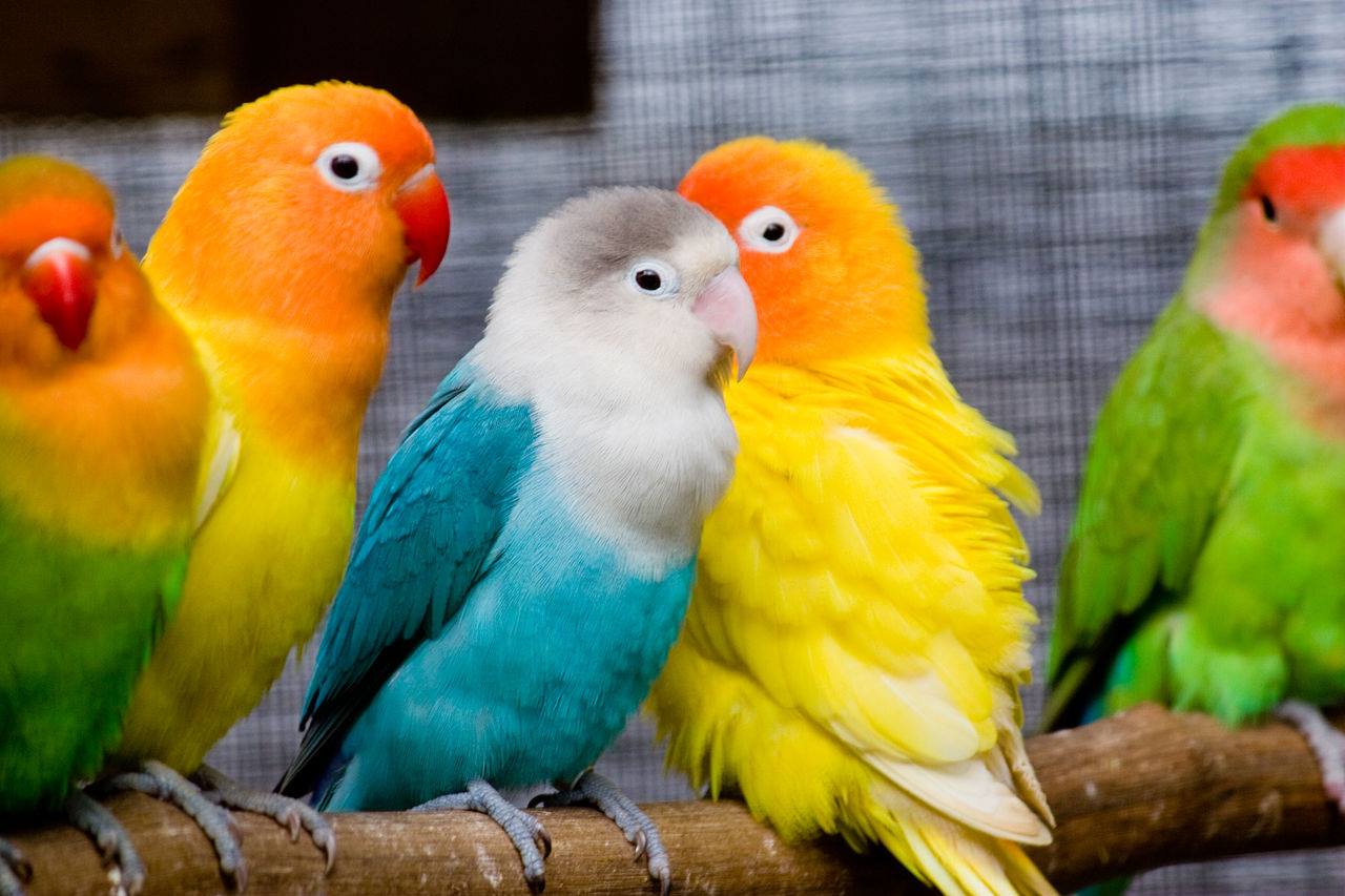 Oiseaux De Compagnie