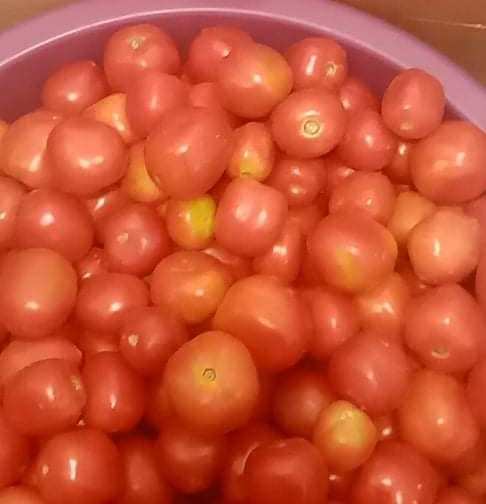 Tomates Ferme de Qualité