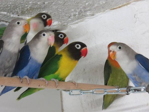 Oiseaux De Compagnie — photo 3