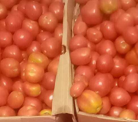 Tomates Ferme de Qualité — photo 2
