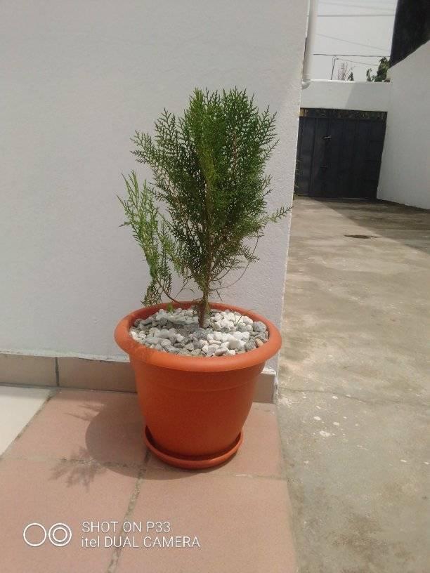 pots de Sapins — photo 5