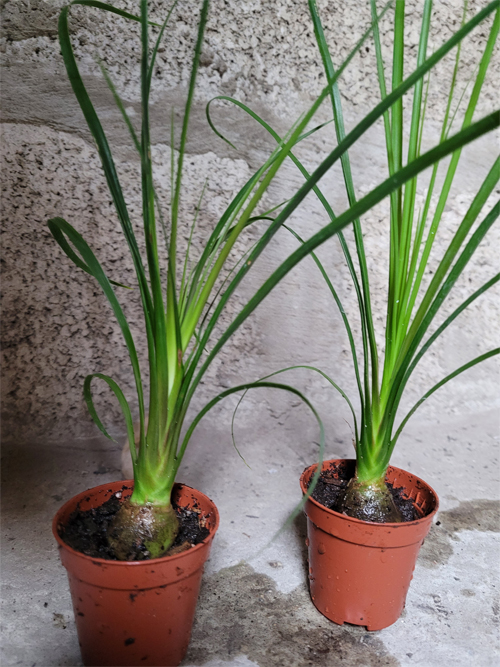 VENTE DE PLANTES RARES — photo 2