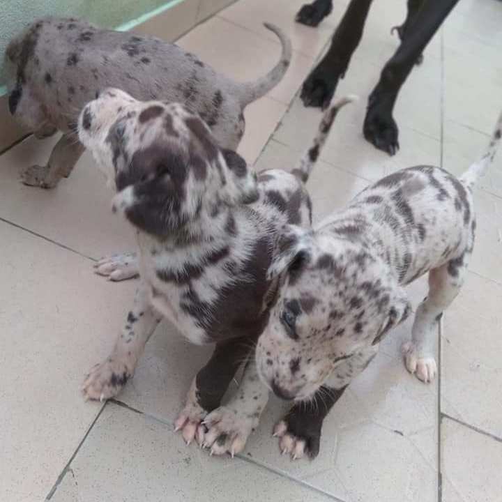 Chiots Dogue Allemand — photo 3