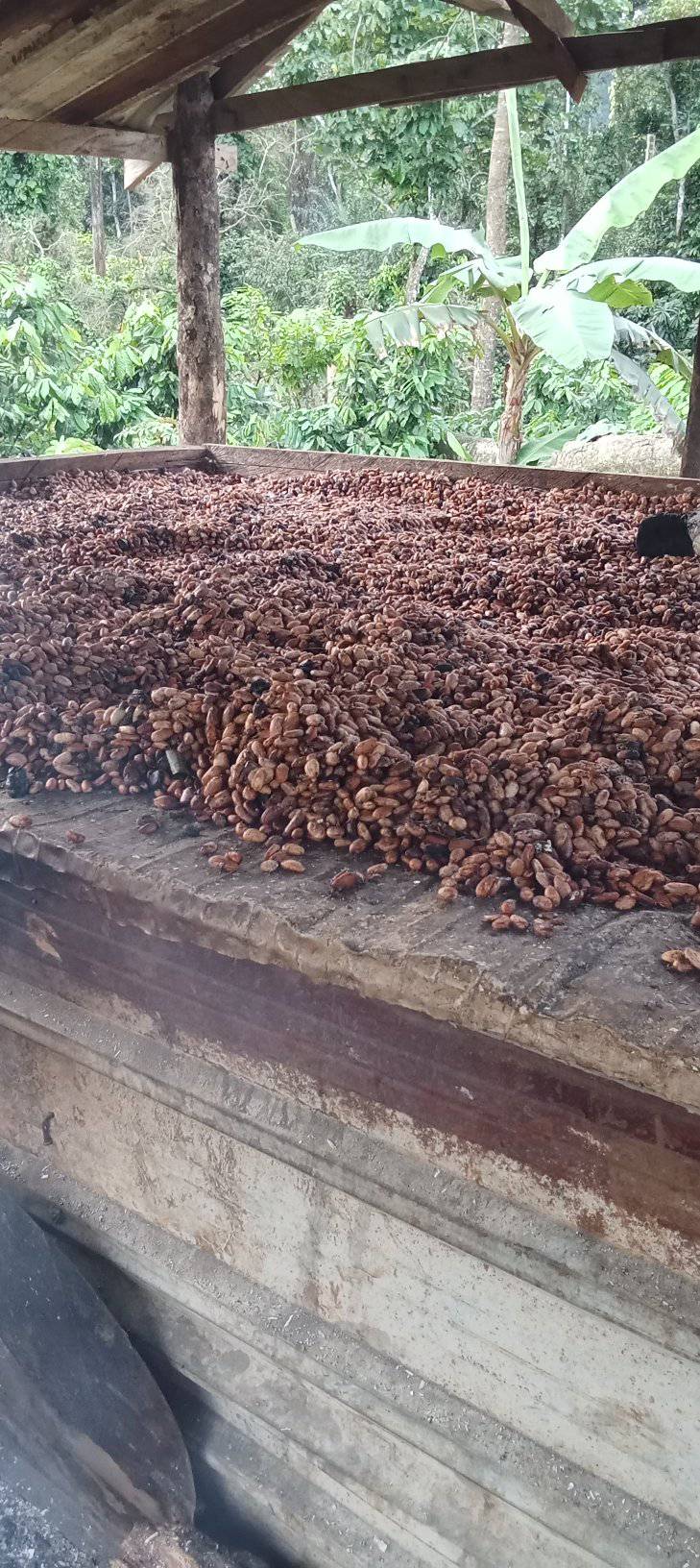 Uganda's Best Cocoa Bean export company and exporters in South Africa +27631501216
