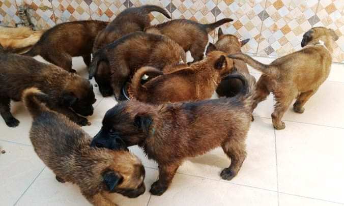 Chiot Berger Belge TELEVREN Pure Race — photo 7