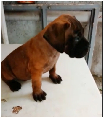 Chiots Boerboels — photo 2