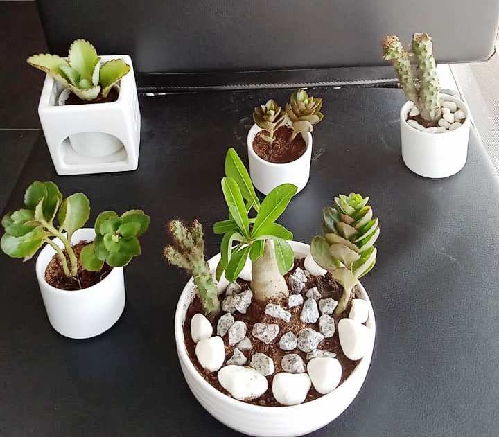 Plantes Naturelles — photo 4