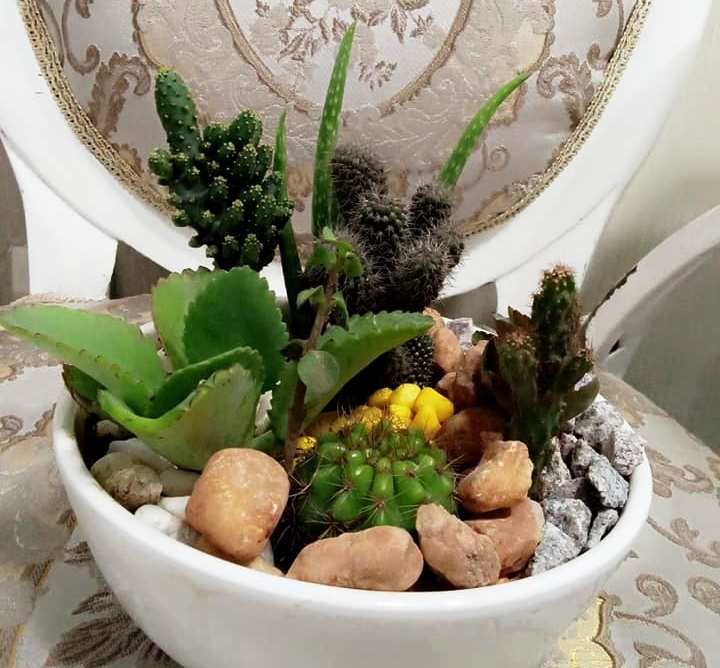 Plantes Naturelles