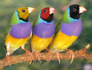 Oiseaux De Compagnie — photo 2