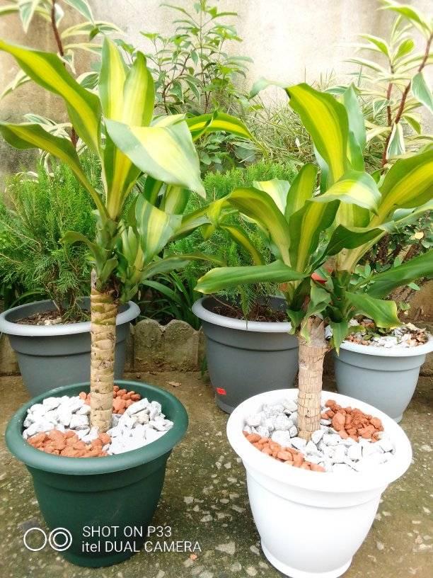 pots de canne de Moïse — photo 2
