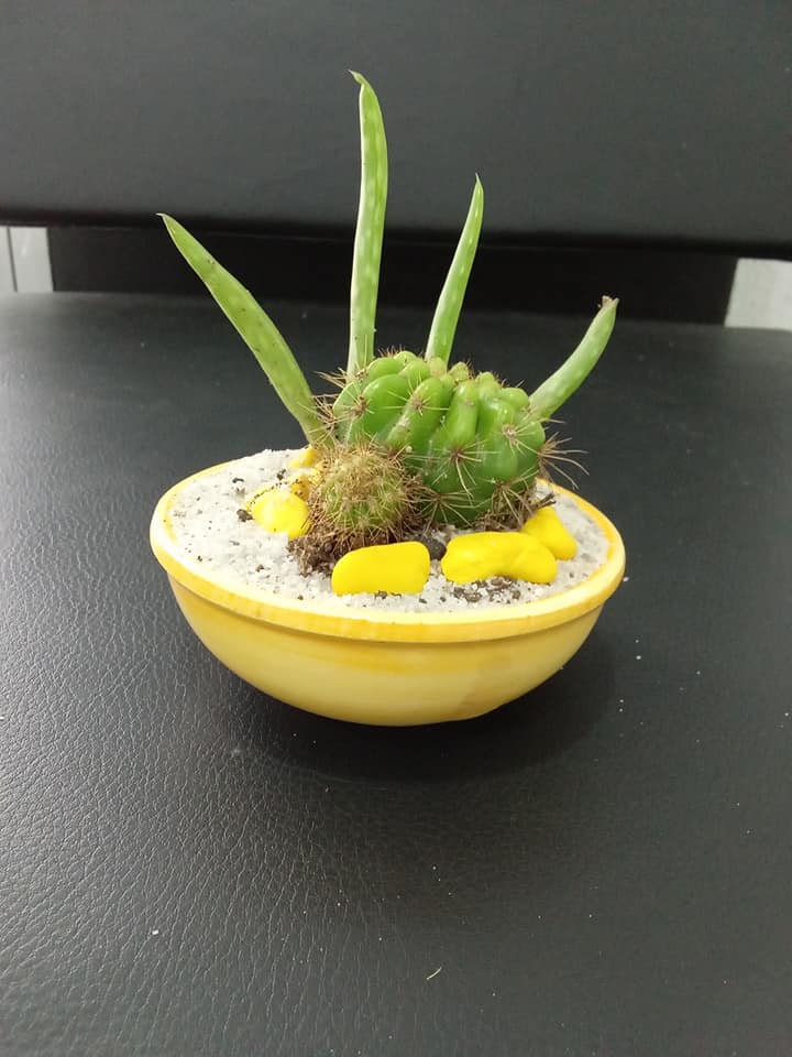 Plantes Naturelles — photo 10