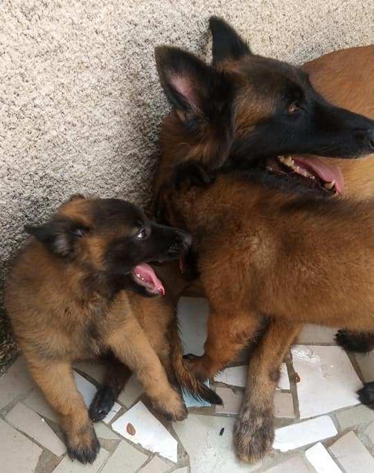 Chiot Berger Belge TELEVREN Pure Race — photo 11