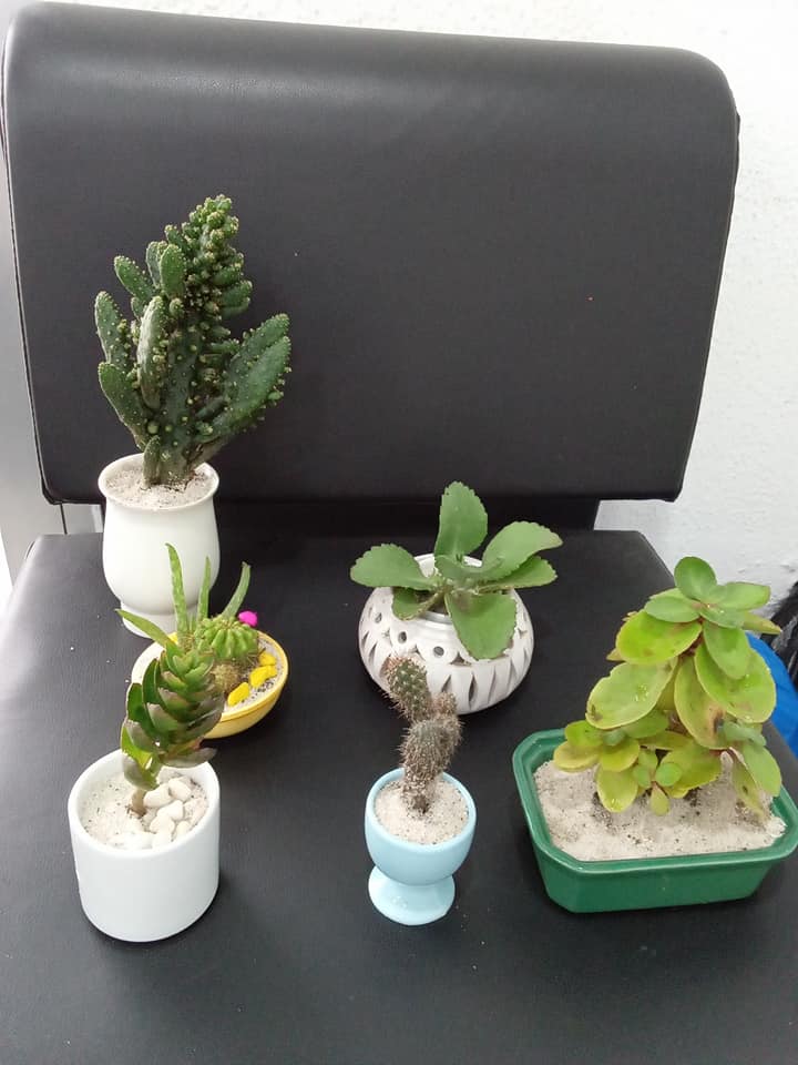 Plantes Naturelles — photo 11