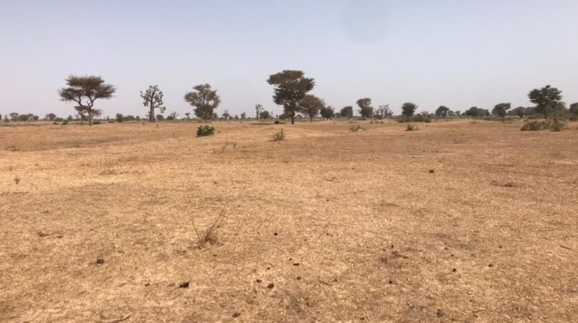 ANNONCE N°96-01408785-PGA  Un terrain de 600 m2  à Adiaké à 100 m du lycée d’Adiake