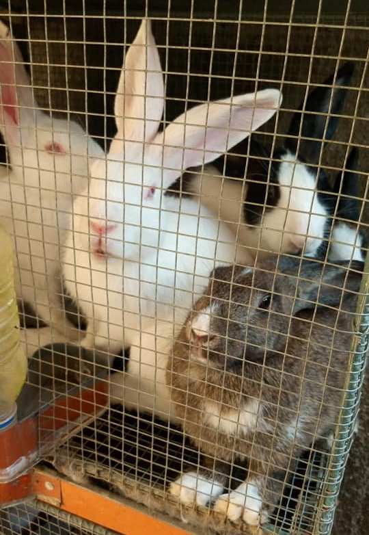 Lapins — photo 3