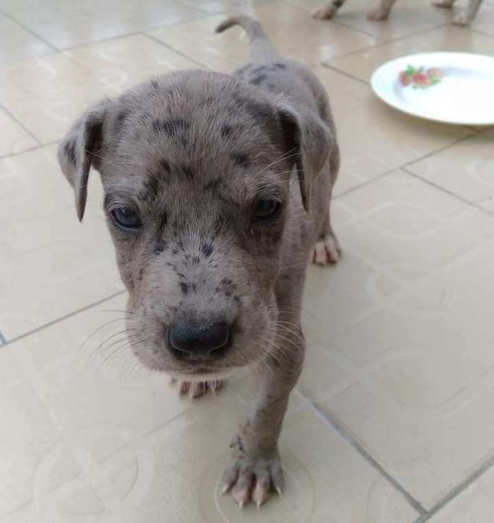 Chiots Dogue Allemand — photo 2