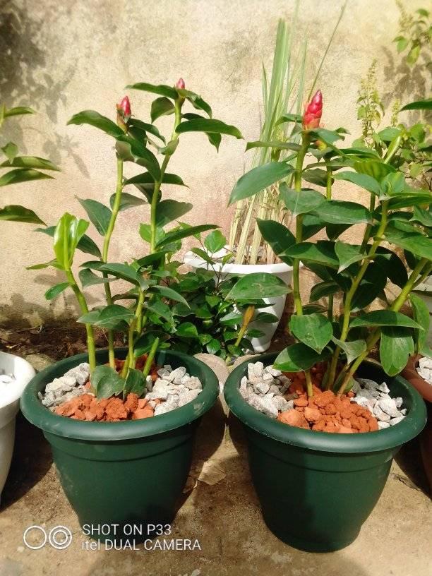 pots de Rhum — photo 2