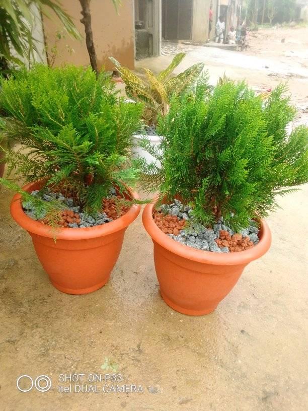 pots de Sapins