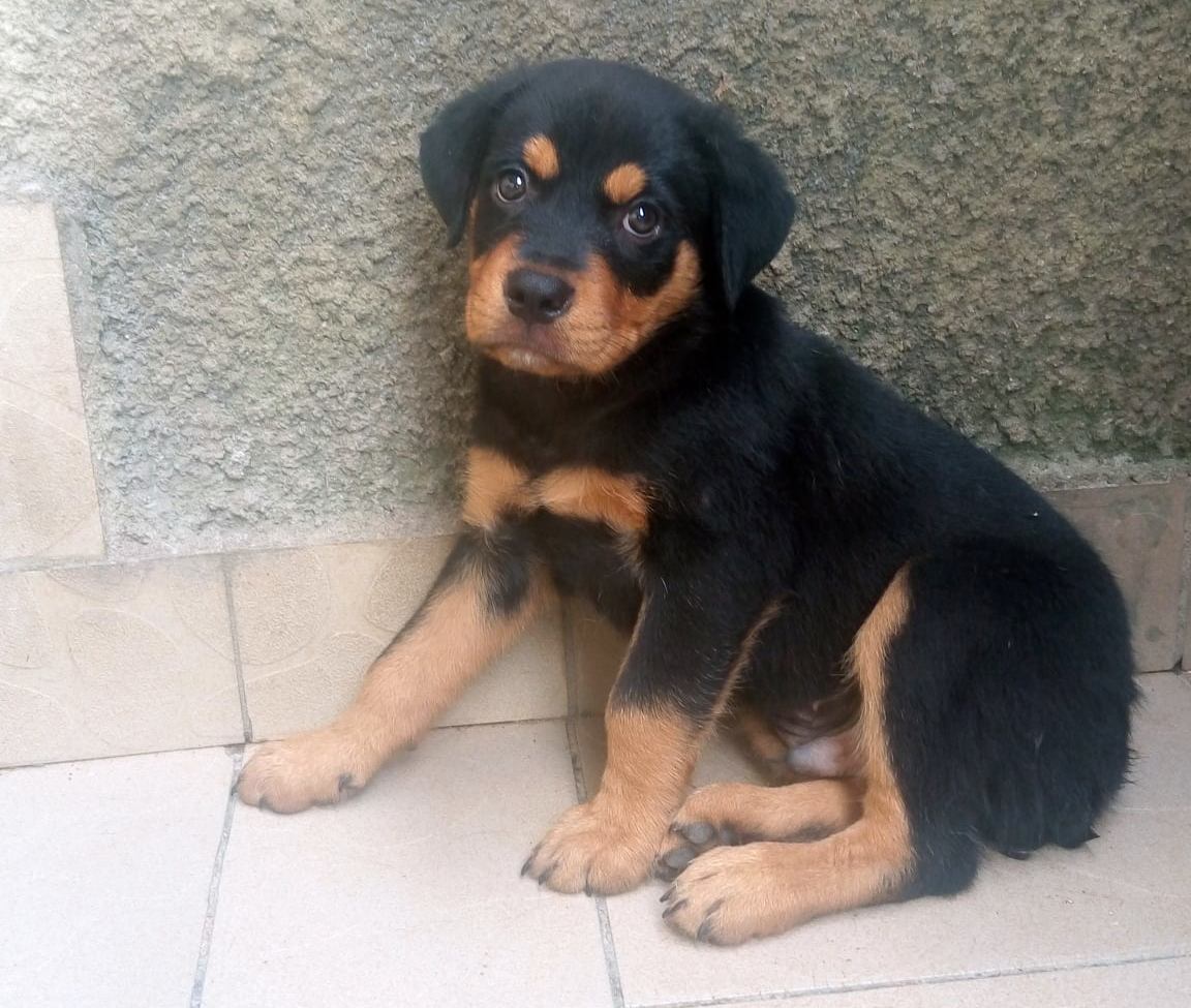 Chiot Rottweiler Pure Race