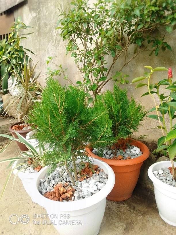 pots de Sapins — photo 4