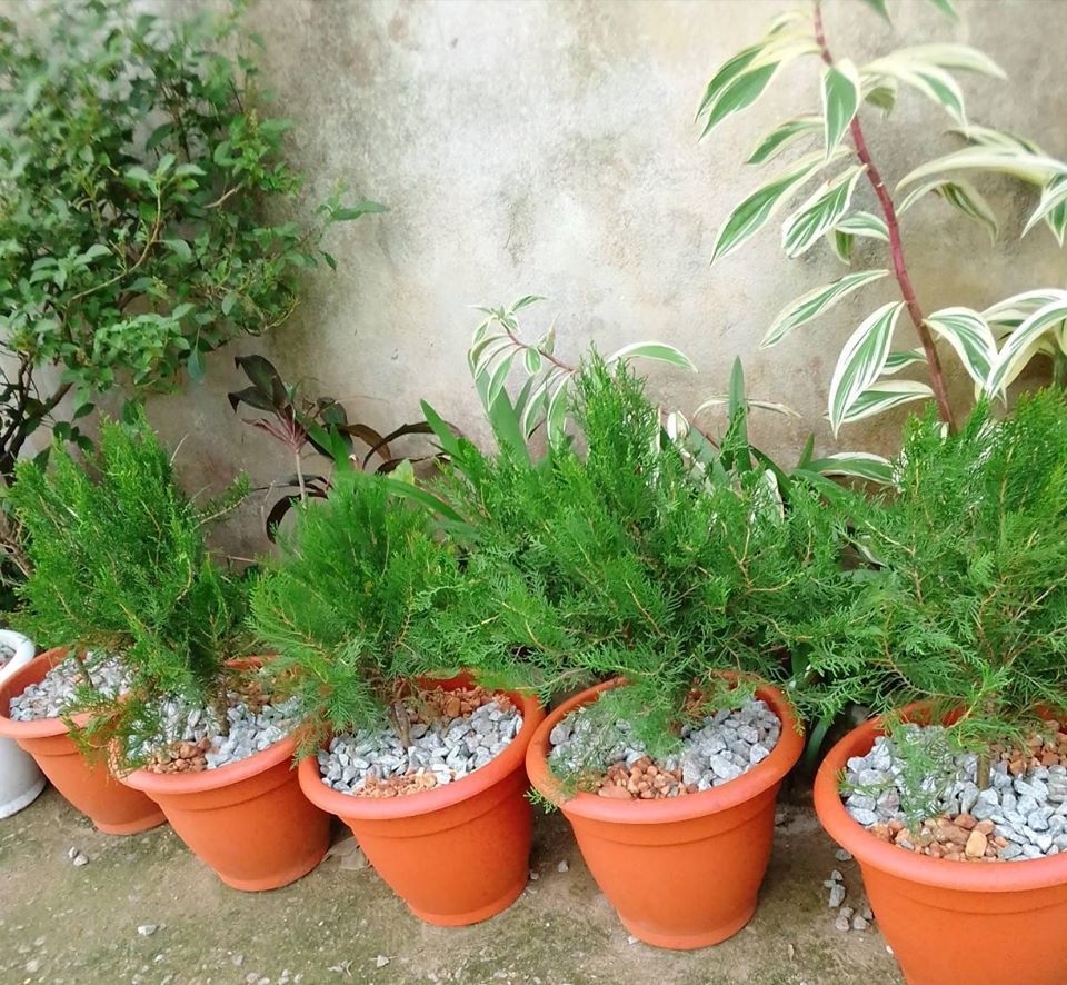 pots de Sapins — photo 3