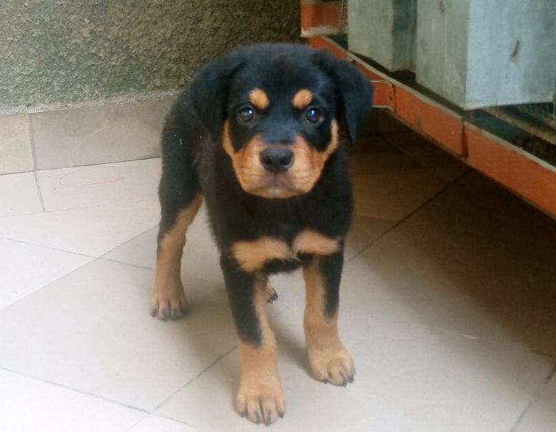 Chiot Rottweiler Pure Race — photo 2