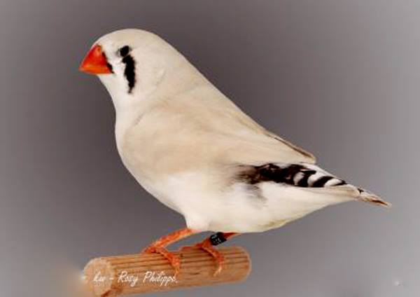 Oiseaux De Compagnie — photo 6