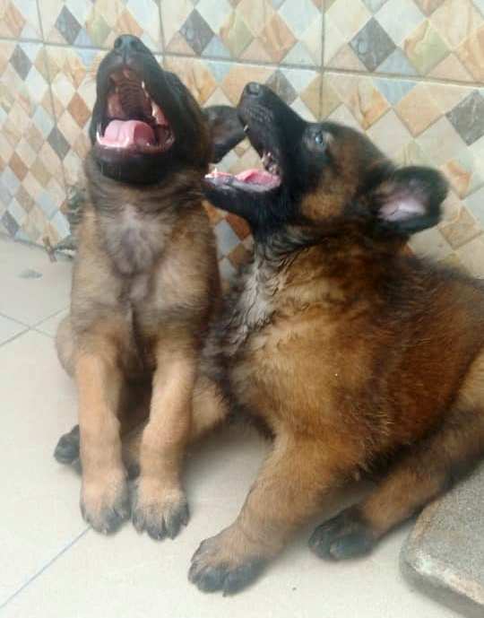 Chiot Berger Belge TELEVREN Pure Race