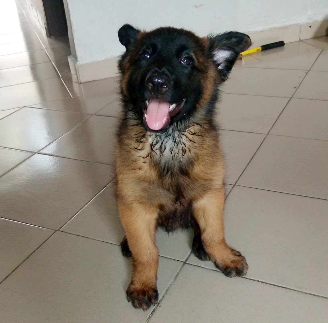 Chiot Berger Belge TELEVREN Pure Race — photo 4