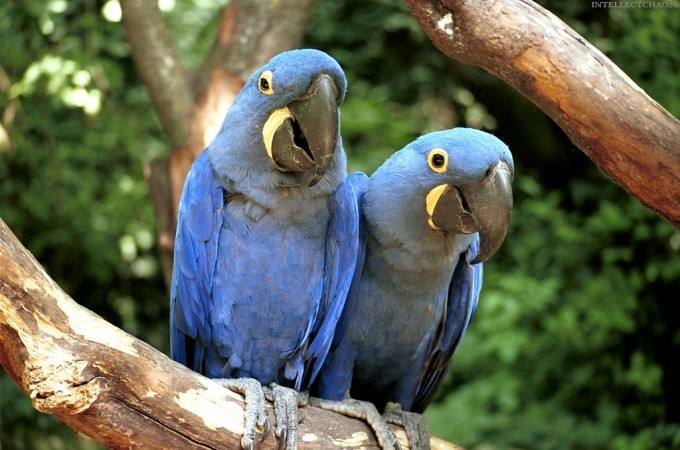 Oiseaux De Compagnie — photo 9