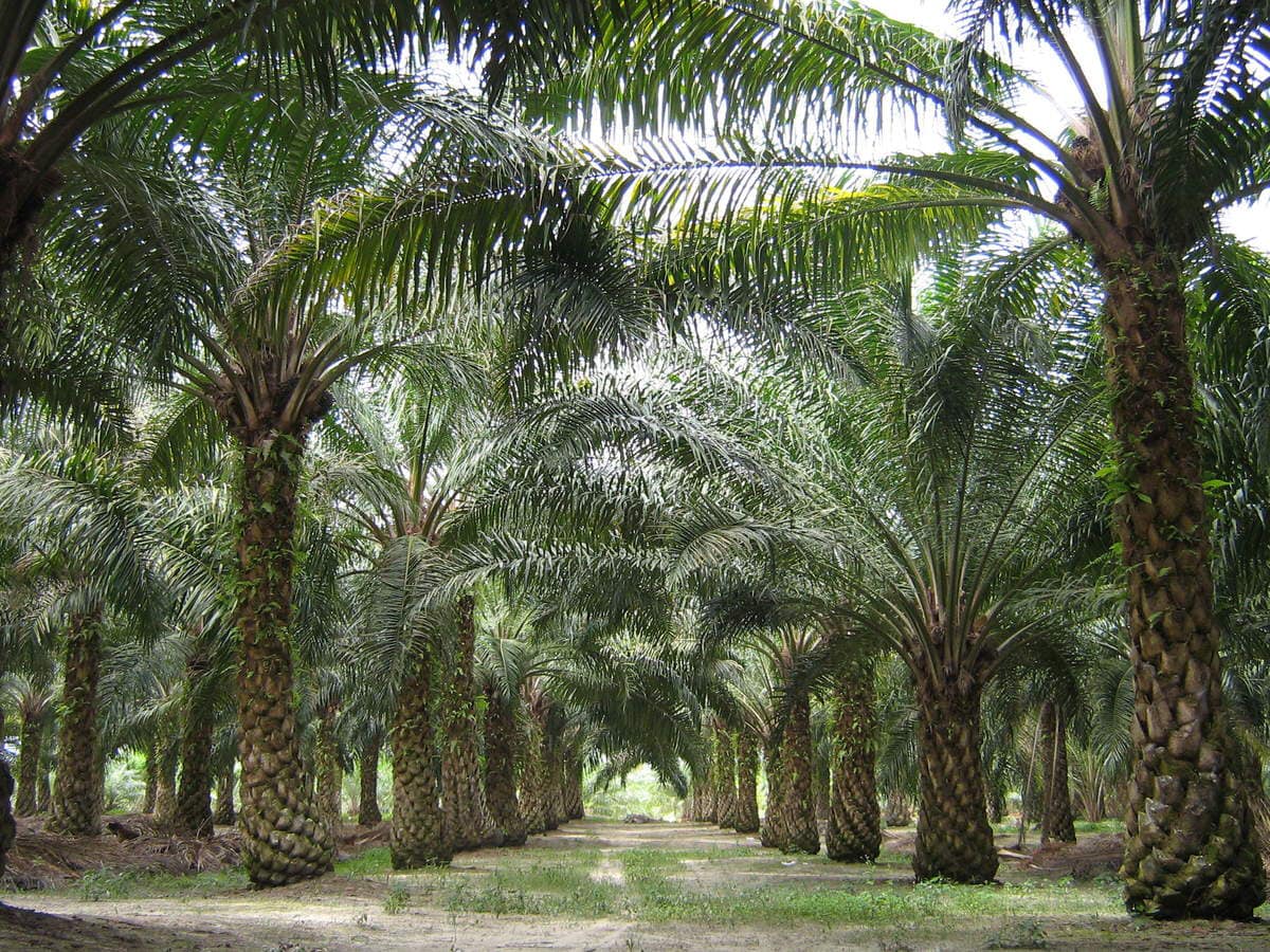 Plantation de 100 Hectares défini comme suit