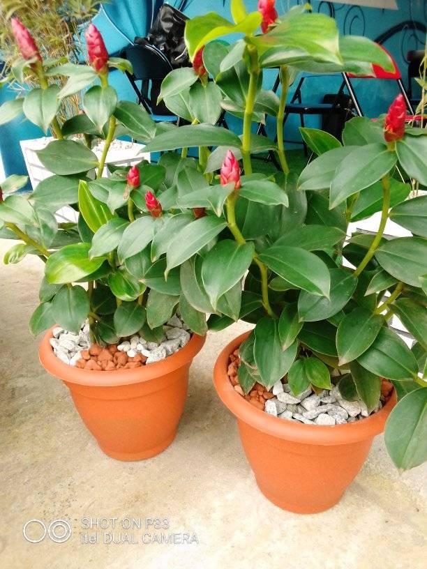 pots de Rhum