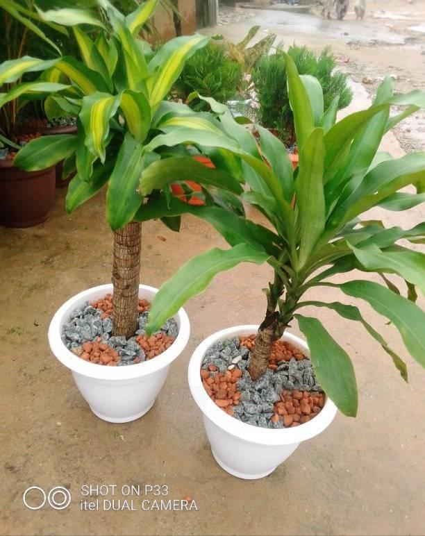 pots de canne de Moïse