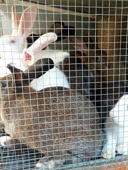 Lapins — photo 5