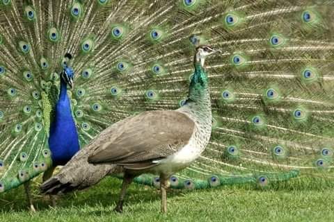 Couple De Paons Bleu