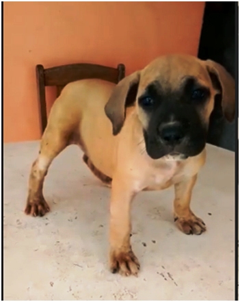 Chiots Boerboels