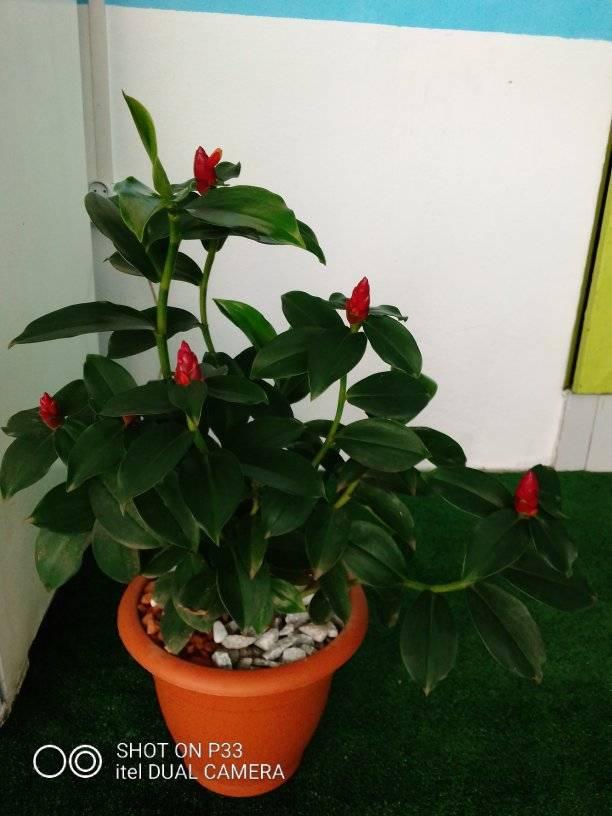 pots de Rhum — photo 4