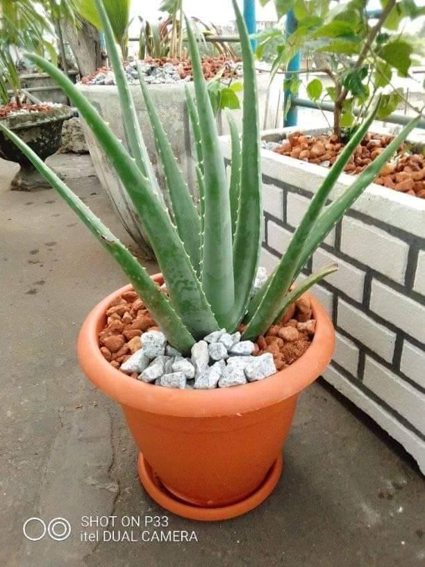 POTS D'ALOÈS