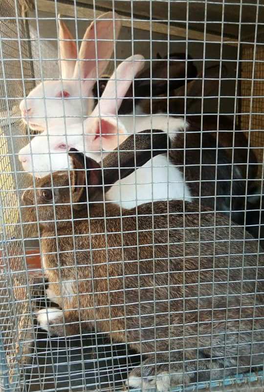Lapins — photo 2