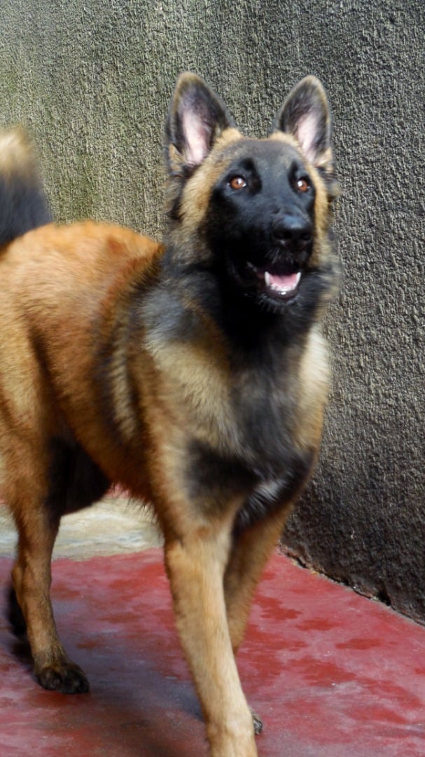 Chiot Berger Belge TELEVREN Pure Race — photo 13