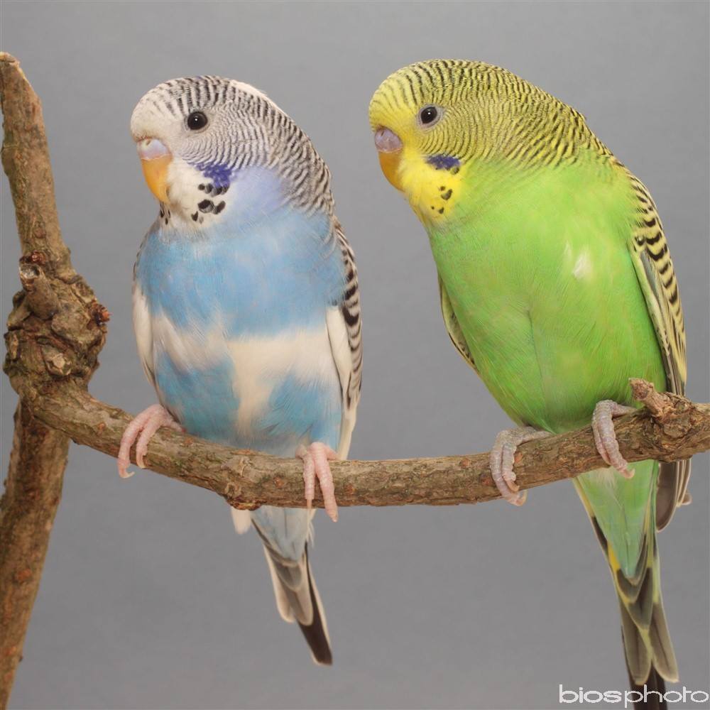 Oiseaux De Compagnie — photo 11