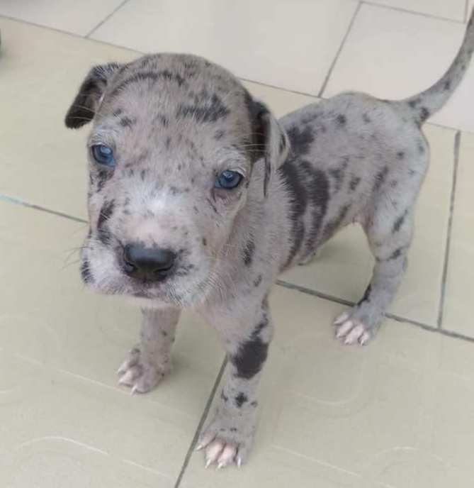 Chiots Dogue Allemand — photo 4